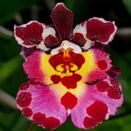 Tolumnia Jairak Flyer 'Cartoon'